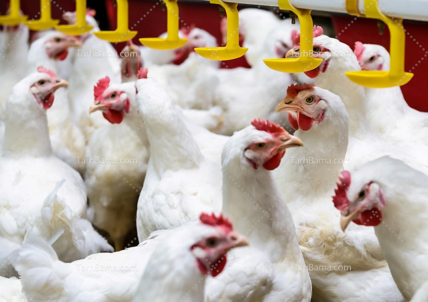 کاربرد ازن در مرغداری و دامداری ها